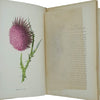 Familiar Wild Flowers by F Edward Hulme - Cassell