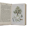 Trees Shown to the Children by Janet Harvey Kelman and C. E. Smith - T. C. and E. C. Jack 1949