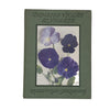 Pansies, Violas and Violets By William Cuthbertson - T. C. & E. C. Jack