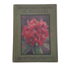 Rhododendrons And Azaleas by William Watson - T. C. and E. C. Jack