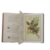 The Language and Sentiment of Flowers - Miniature Book, Frederick Warne, c.1890