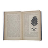 The Story of Wild Flowers by Rev. Professor G. Henslow - George Newnes, 1901
