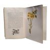 Familiar Wild Flowers by F. Edward Hulme - 6 Books