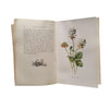 Familiar Wild Flowers by F. Edward Hulme - 6 Books