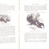 The Boy's Own Book of Natural History by Rev J G Wood