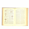 Beeton's All About Cookery c1910