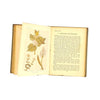 Flowers by Janet Harvey Kelman
