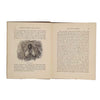 Insect Lights and Insect Sounds by J.R.S. Clifford c1888