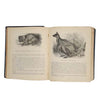Routledge's Picture Natural History by J.G. Wood