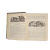 Routledge's Picture Natural History by J.G. Wood