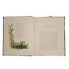 Common Wayside Flowers by Thomas Miller 1863