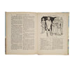Robin Hood and His Merry Men - The Thames Publishing, Illustrated
