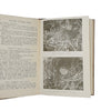 British Nesting Birds by W. Percival Westell - Dent 1928