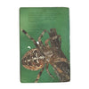 Ladybird 651 Natural History: Story of the Spider
