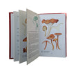 The Observer's Book of Common Mushrooms & Toadstools by E. M. Wakefield (#19) NO DJ RED
