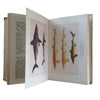 The Observer's Book of Sea Fishes by A. Lawrence Wells (#28) 1966 DJ