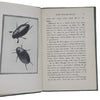 Insect Life in Pond and Stream - Henry Frowde 1917
