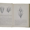 Paper Flower Making by Flora E. Manchester - Pitman