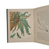 European Ferns by James Britten - Cassell, c.1880