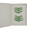 British Ferns by Mrs Lankester - Gibbings 1903