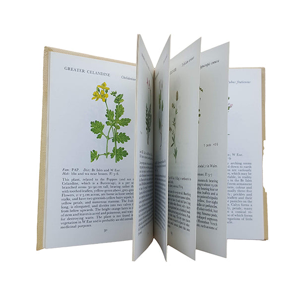 The Observer's Book of British Wild Flowers by W. J. Stokoe (#2) NO DJ LAMINATED