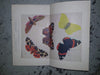 Butterflies and how to identify them by  S. N. Sedgwick - Epworth Press, 1919