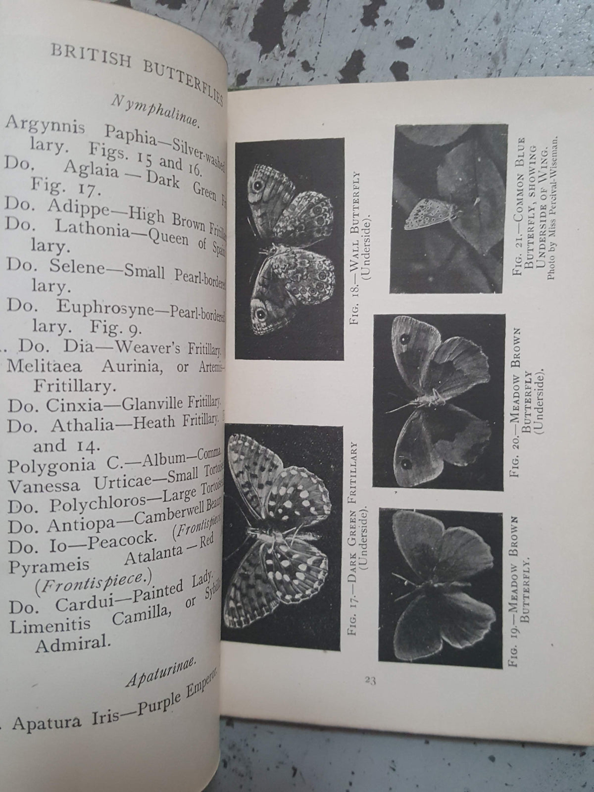 Butterflies and how to identify them by  S. N. Sedgwick - Epworth Press, 1919