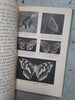 Butterflies and how to identify them by  S. N. Sedgwick - Epworth Press, 1919