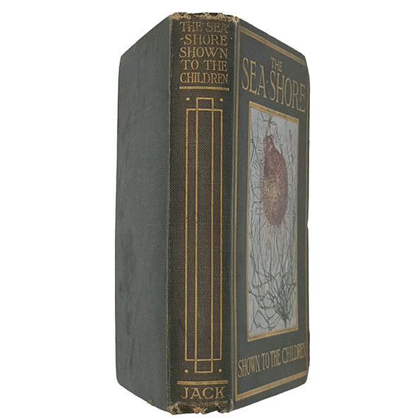 The Sea-Shore Shown to the Children by Janet Harvey Kelman and Rev. Theodore Wood - Jack 1913