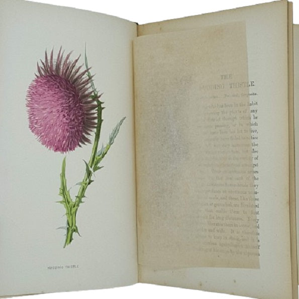 Familiar Wild Flowers by F Edward Hulme - Cassell