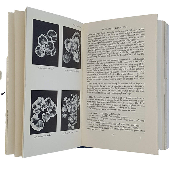 Geraniums and Pelargoniums by H. G. Witham Fogg - Garden Book Club 1964