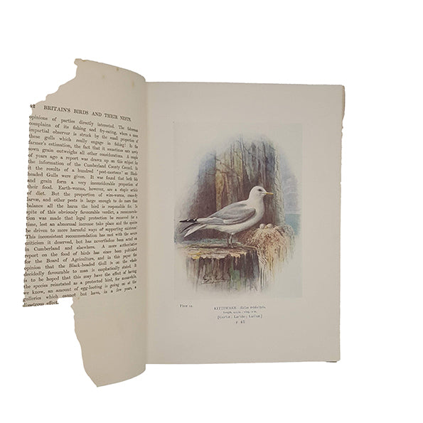 Britain's Birds and Their Nests by A. Landsborough Thomson - Waverley, 1930
