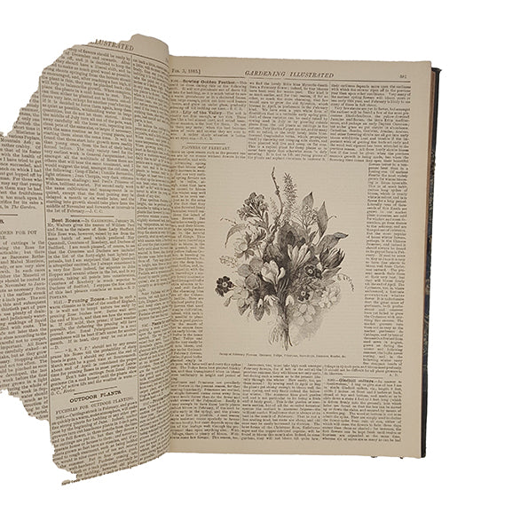 Gardening Illustrated 1883