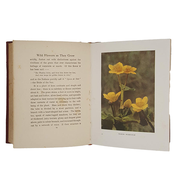 Wild Flowers As They Grow, Vol. II by G. Clarke Nuttall