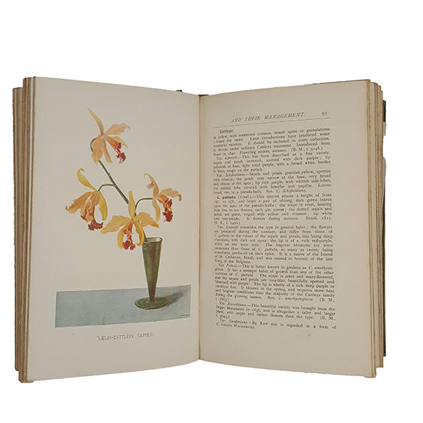 Orchids by H. J. Chapman - Watson and Chapman, 1903