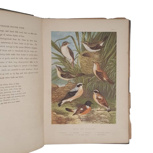 The Smaller British Birds by H. G. &amp; H. B. Adams - George Bell, 1874