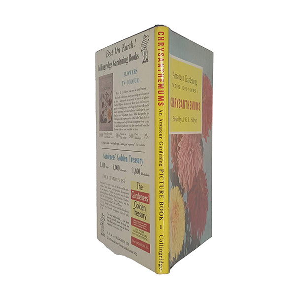 Chrysanthemums - Amateur Gardening Picture Book 1, 1963