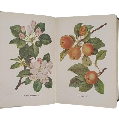 Wayside and Woodland Trees by Edward Step - Wanre, 1945