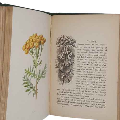 Familiar Wild Flowers by F. Edward Hulme (4 Books)