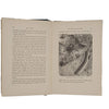 Half Hours in the Tiny World: Wonders of Insect life - James Nisbet, 1899