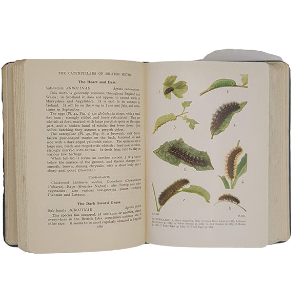 The Caterpillars of British Moths by J. C. Dollman - Frederick Warne, 1948