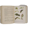 The Caterpillars of British Moths by J. C. Dollman - Frederick Warne, 1948