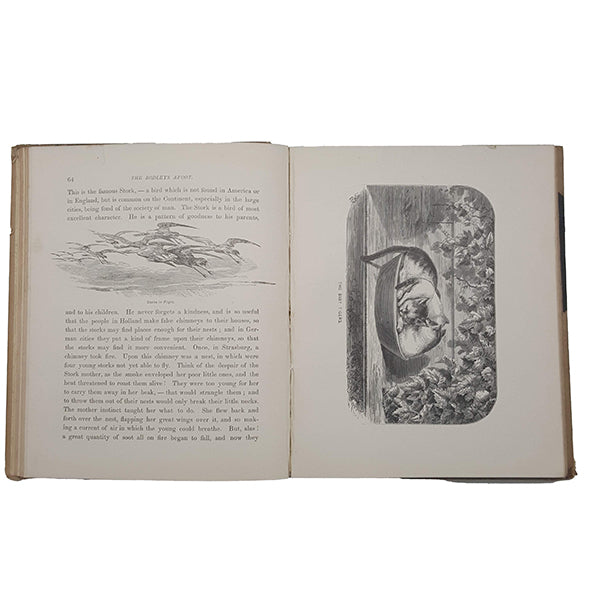 The Bodleys Afoot - Houghton, Mifflin &amp; Company, 1881