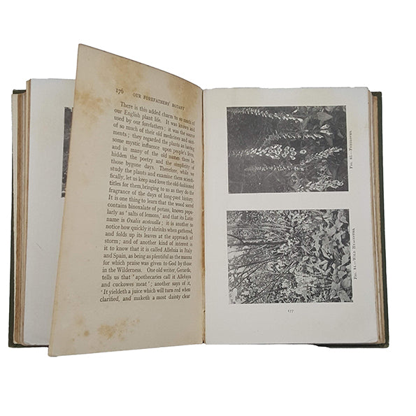 The Young People's Nature Study Book by S. N. Sedgwick - Charles H. Kelly, 1910