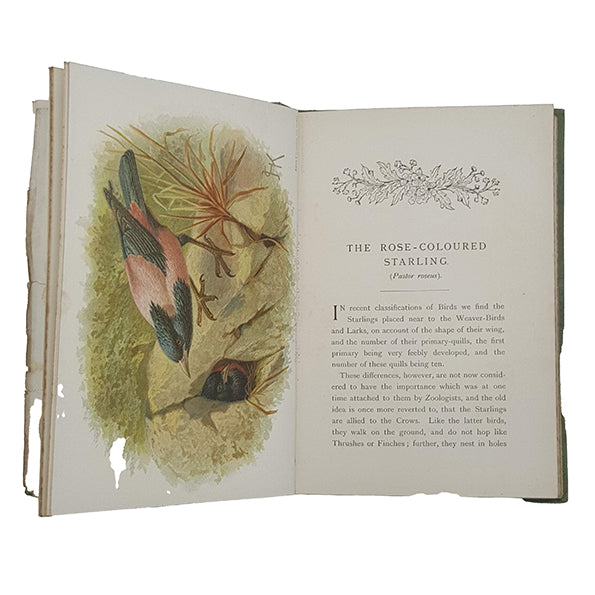 A Chapter on Birds by R. Bowdler Sharpe - SPCK, 1895