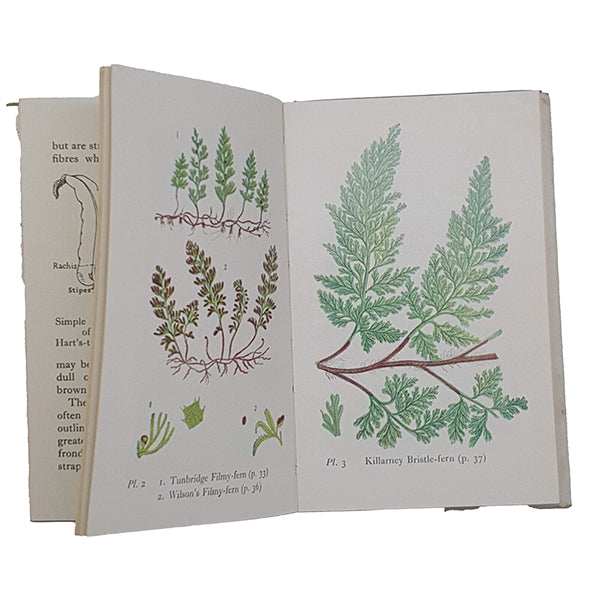 The Observer's Book of British Ferns by W. J. Stokoe and Francis Rose (#12) 1961