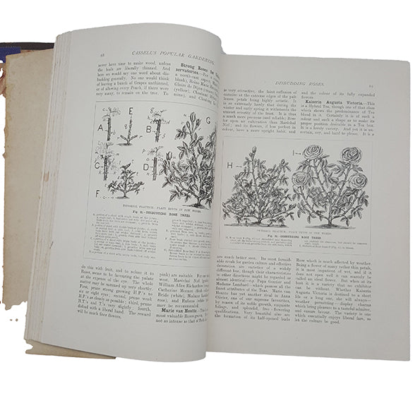 Cassell's Popular Gardening Vol. I by Walter P. Wright