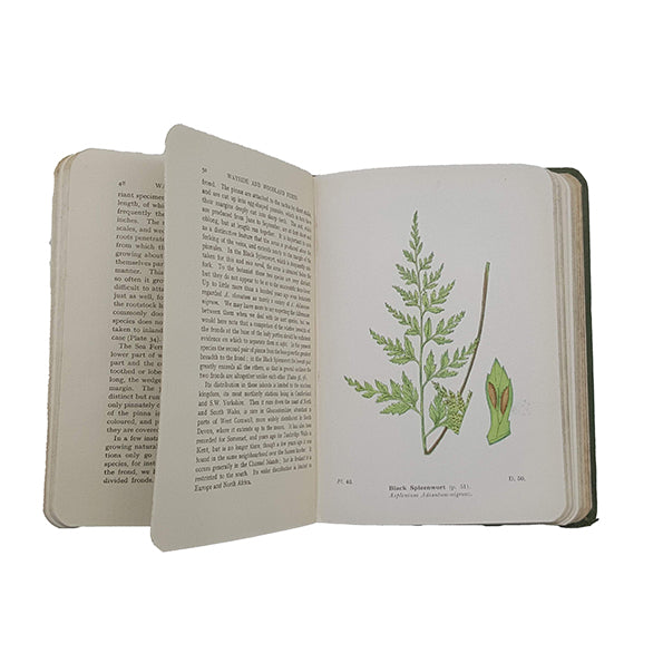 Wayside and Woodland Ferns by Edward Step - Warne, 1949