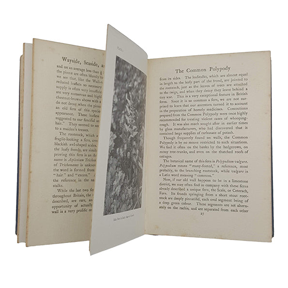 British Ferns, Clubmosses &amp; Horsetails by Daniel Ferguson - A. &amp; C. Black, 1924
