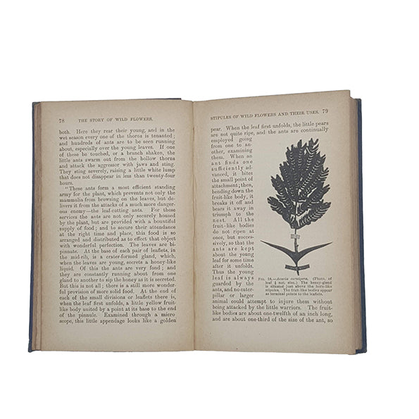 The Story of Wild Flowers by Rev. Professor G. Henslow - George Newnes, 1901